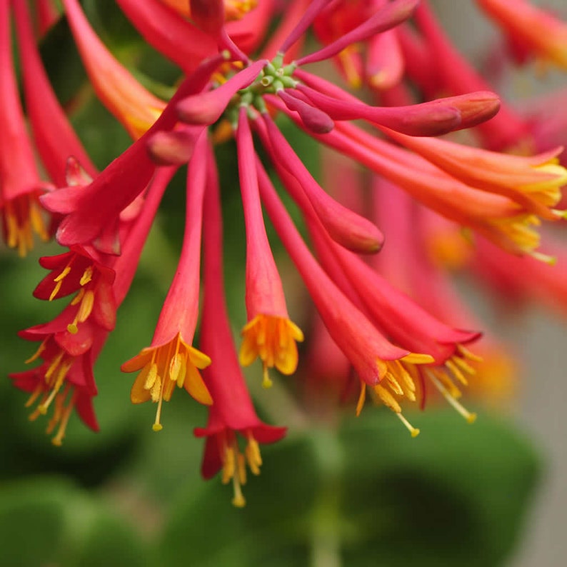 Lonicera sempervirens