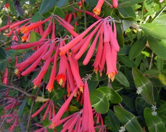 Lonicera sempervirens 'Honey Coral' - Native Coral Honeysuckle - Live Starter Plant