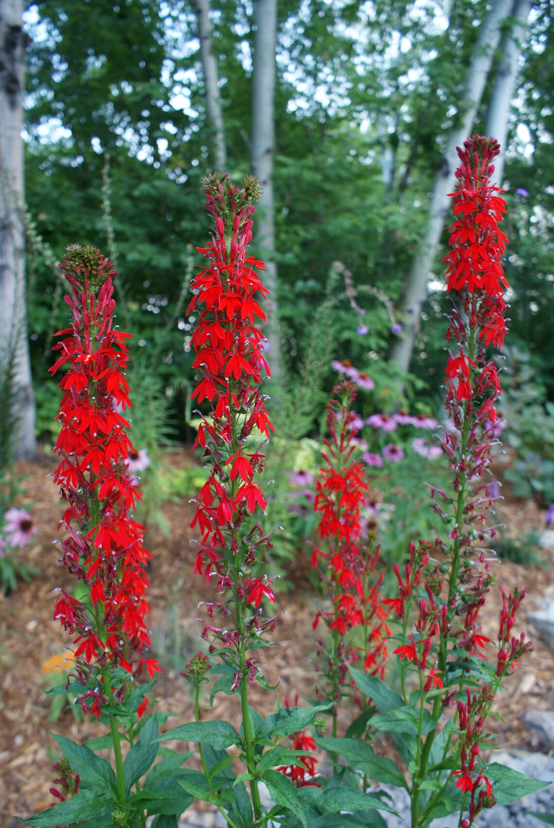 Lobelia cardinalis Cardinal Flower Perennial Live Etsy