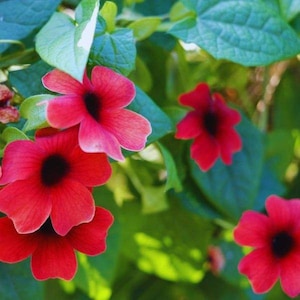 May include: Close-up of vibrant red flowers with black centers, set against a backdrop of lush green leaves. The flowers have a trumpet-like shape and are in full bloom, creating a striking contrast with the foliage. The image captures the beauty of nature.