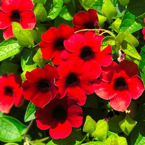 Black Eyed Susan Vine 'sunny Susy Cherry” Live Starter Plant- FREE