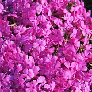 Moss Phlox ‘Drummond’s Pink’ -Live Starter Plant- FREE SHIPPING!!!