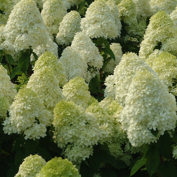 Hydrangea p. 'Limelight' - Live Starter Plant 4” Pot - FREE SHIPPING!!!