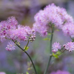 Thalictrum ‘Black Stockings’- Meadow Rue-Live Starter Plant- FREE SHIPPING!!!