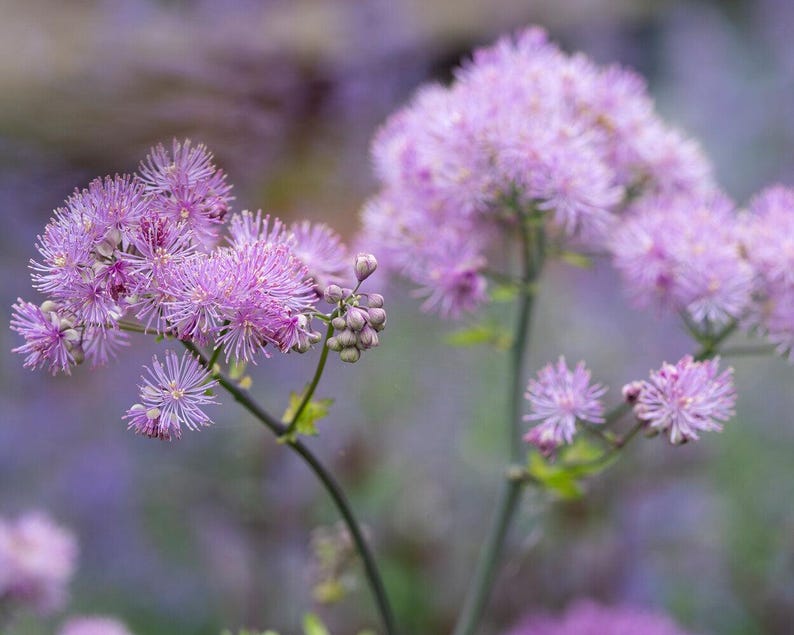 Thalictrum ‘Black Stockings’ Meadow Rue - Thumbnail 2