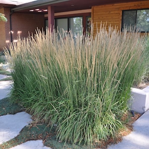 May include: A lush garden bed features tall ornamental grasses with feathery, beige seed heads and vibrant green foliage. The grasses are planted in front of a house with a wooden facade and a concrete walkway.