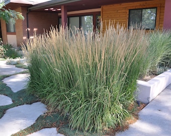 Calamagrostis 'Karl Foerster' -Ornamental Grass- Perennial- Live Starter Plant in a 3" Pot- FREE SHIPPING!!!
