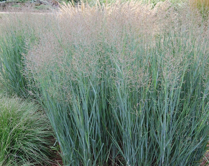Switchgrass - Panicum Virgatum - Live Starter Plant- Ornamental Grass ...