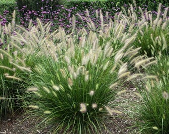 Dwarf Fountain Grass ‘Hameln’ -Pennisetum- Ornamental Grass- Live Starter Plant-FREE SHIPPING!!!