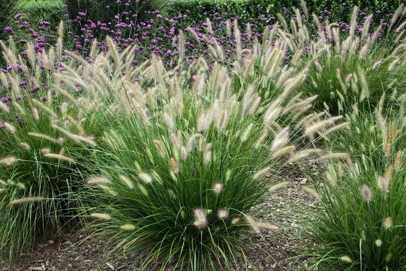 Dwarf Fountain Grass Hameln - Thumbnail 3