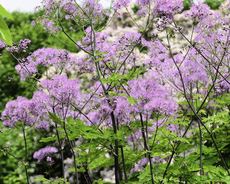Thalictrum ‘Black Stockings’ Meadow Rue - Thumbnail 4