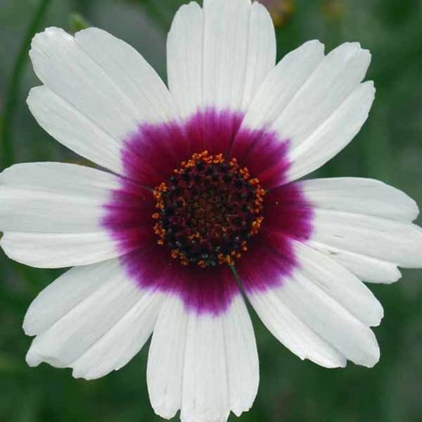 Coreopsis  'Ice Wine' - Perennial - Live Starter Plant in a 3" Pot.