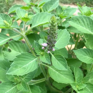 Organic Holy Basil-Tulsi Basil-Live Starter Plant- FREE SHIPPING!!!