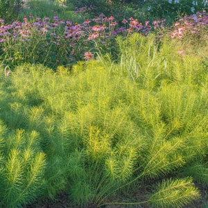 Amsonia hubrichtii- Threadleaf Bluestar- Live Starter Plant- FREE SHIPPING!!!