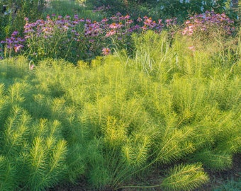 Amsonia hubrichtii- Threadleaf Bluestar- Live Starter Plant- FREE SHIPPING!!!