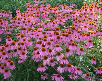 Organic Purple Coneflower-Echinacea purpurea- Live Starter Plant- FREE SHIPPING!!!