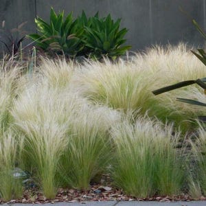 May include: A landscape featuring ornamental grasses with feathery, light green and beige plumes. The grasses are planted in clusters, creating a textured, naturalistic look. Dark green plants are in the background.
