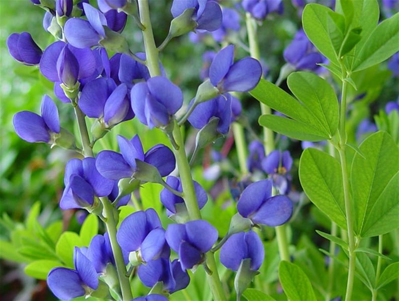 Blue False Indigo - Baptisia australis - Thumbnail 5
