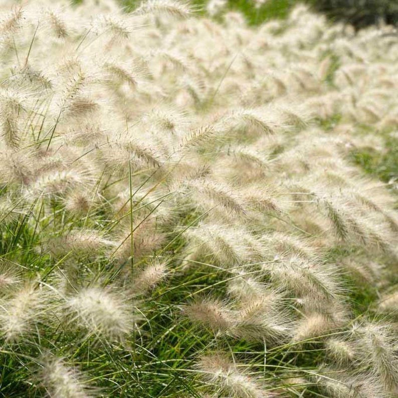 Dwarf Fountain Grass Hameln - Thumbnail 5