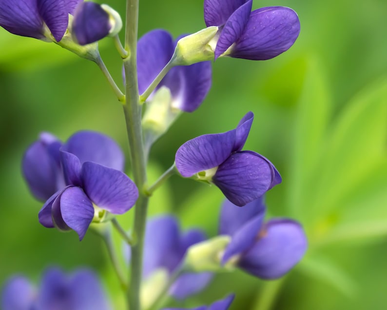 Blue False Indigo - Baptisia australis - Thumbnail 4