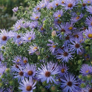 Aster O. 'Raydon's Favorite' - Aromatic Aster - Live Starter Plant - FREE SHIPPING!!!