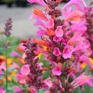 May include: Close-up of vibrant pink and orange flowers with delicate petals. The flowers are clustered on tall stems, with a blurred green and yellow background. The image showcases the beauty of nature.