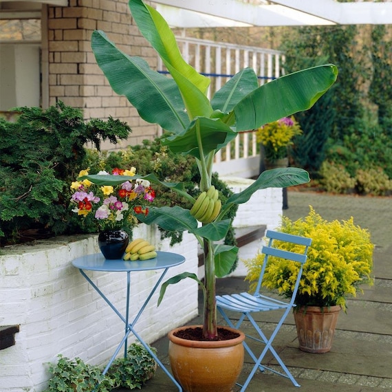 best type of pot for a snake plant 3 Different Snake Plants in 4