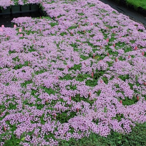 May include: A large field of pink flowering plants in square containers. The plants are densely packed and the flowers are in full bloom.