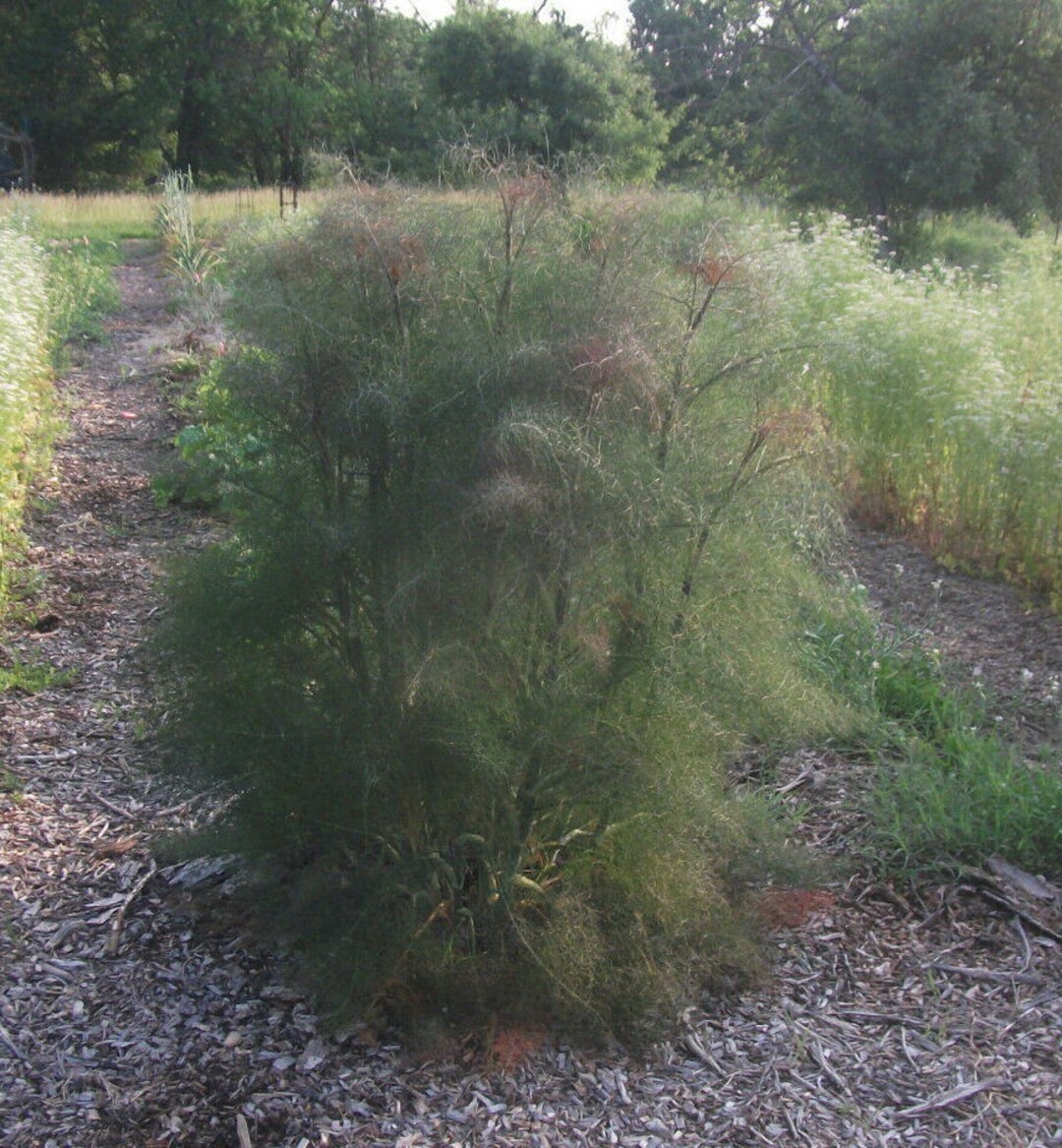 Organic Bronze Fennel Herb Foeniculum V. 'rubrum' Live Starter Plant