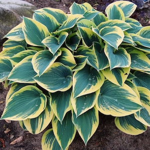 Hosta &#39;First Frost&#39; - Live Starter Plant - FREE SHIPPING!!!