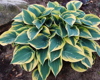 Hosta 'First Frost' - Live Starter Plant - FREE SHIPPING!!!