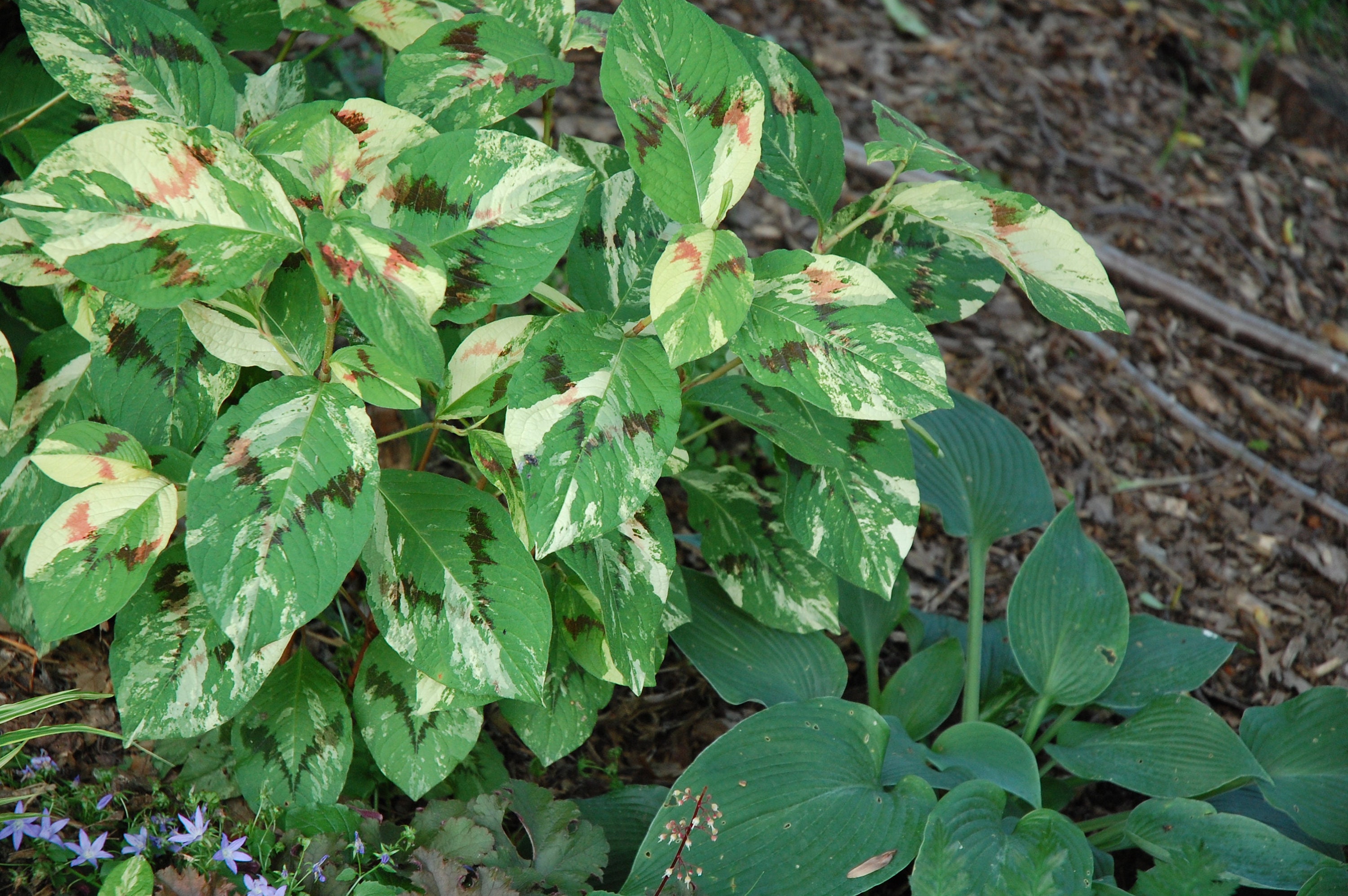 painter's palette plant for sale