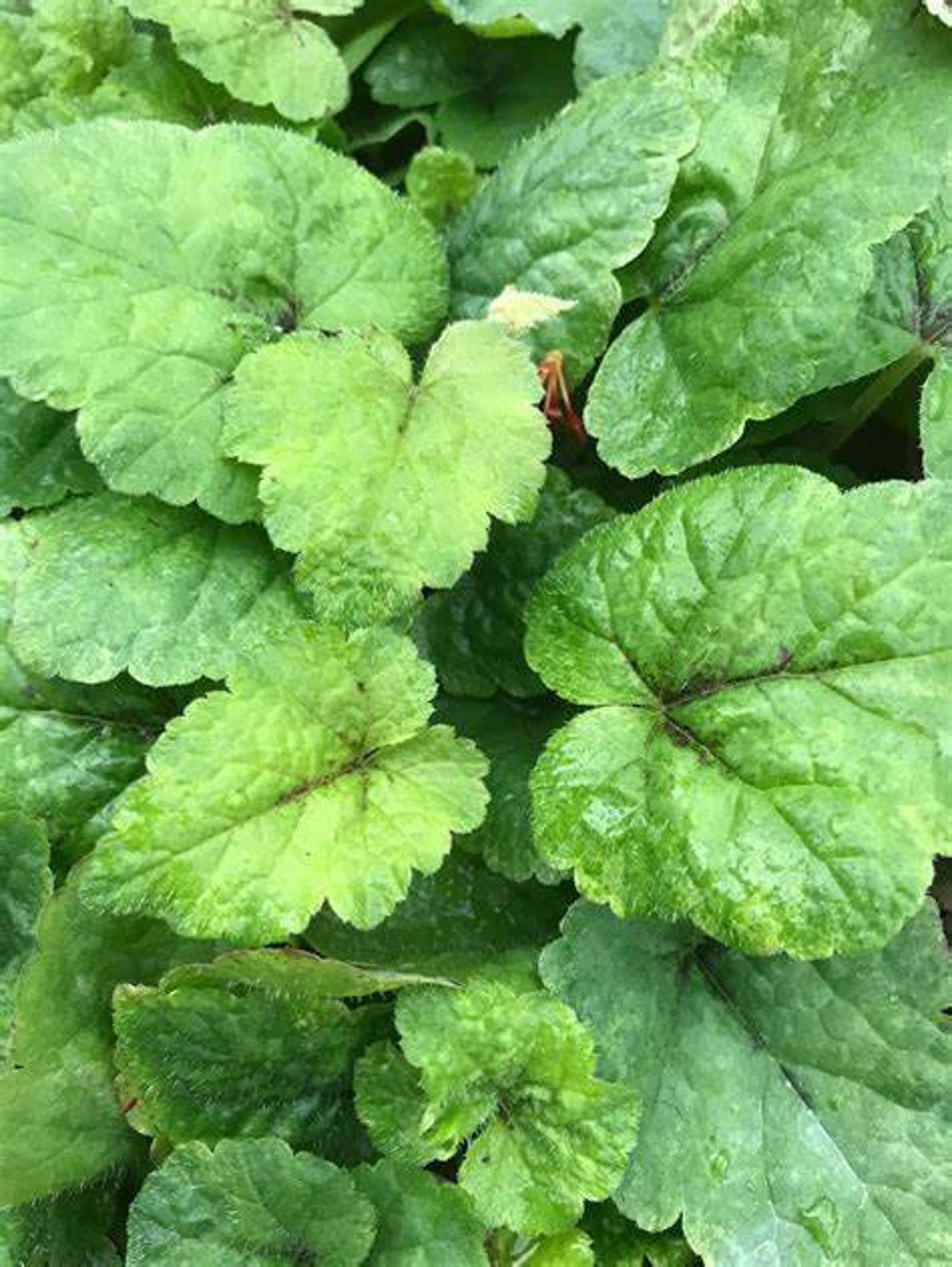 Tiarella cordifolia 'Brandywine' Foam Flower Etsy