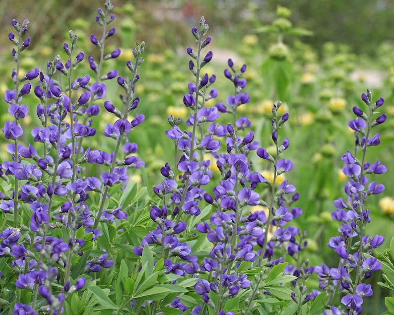 Blue False Indigo - Baptisia australis - Thumbnail 3