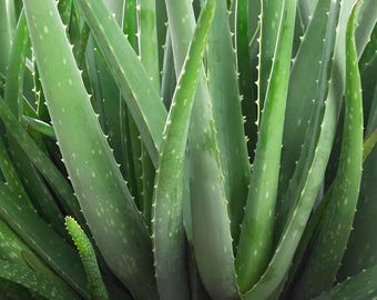 Organic Aloe Vera- Live Starter Plant- FREE SHIPPING!!!
