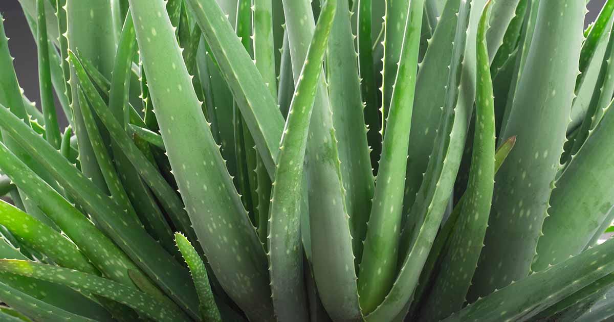 aloe vera barbadensis miller essbar Aloe Vera 
