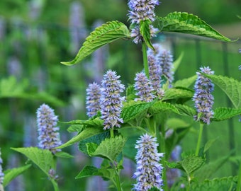 Agastache foeniculum - Anise Hyssop - Live Starter Plant - FREE SHIPPING!!!