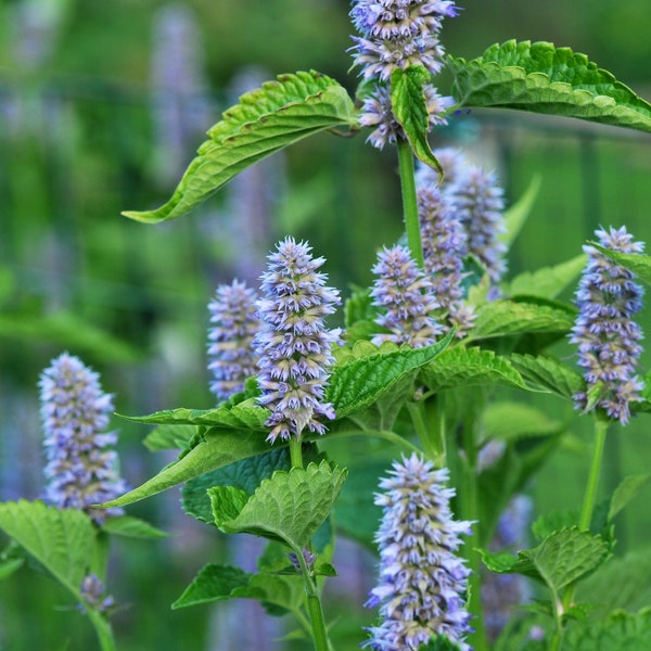 Agastache foeniculum - Anise Hyssop - Live Starter Plant - FREE SHIPPING!!!