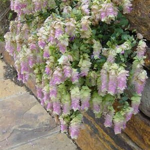 Oregano ‘Kent Beauty’- Live Starter Plant - FREE SHIPPING!!!