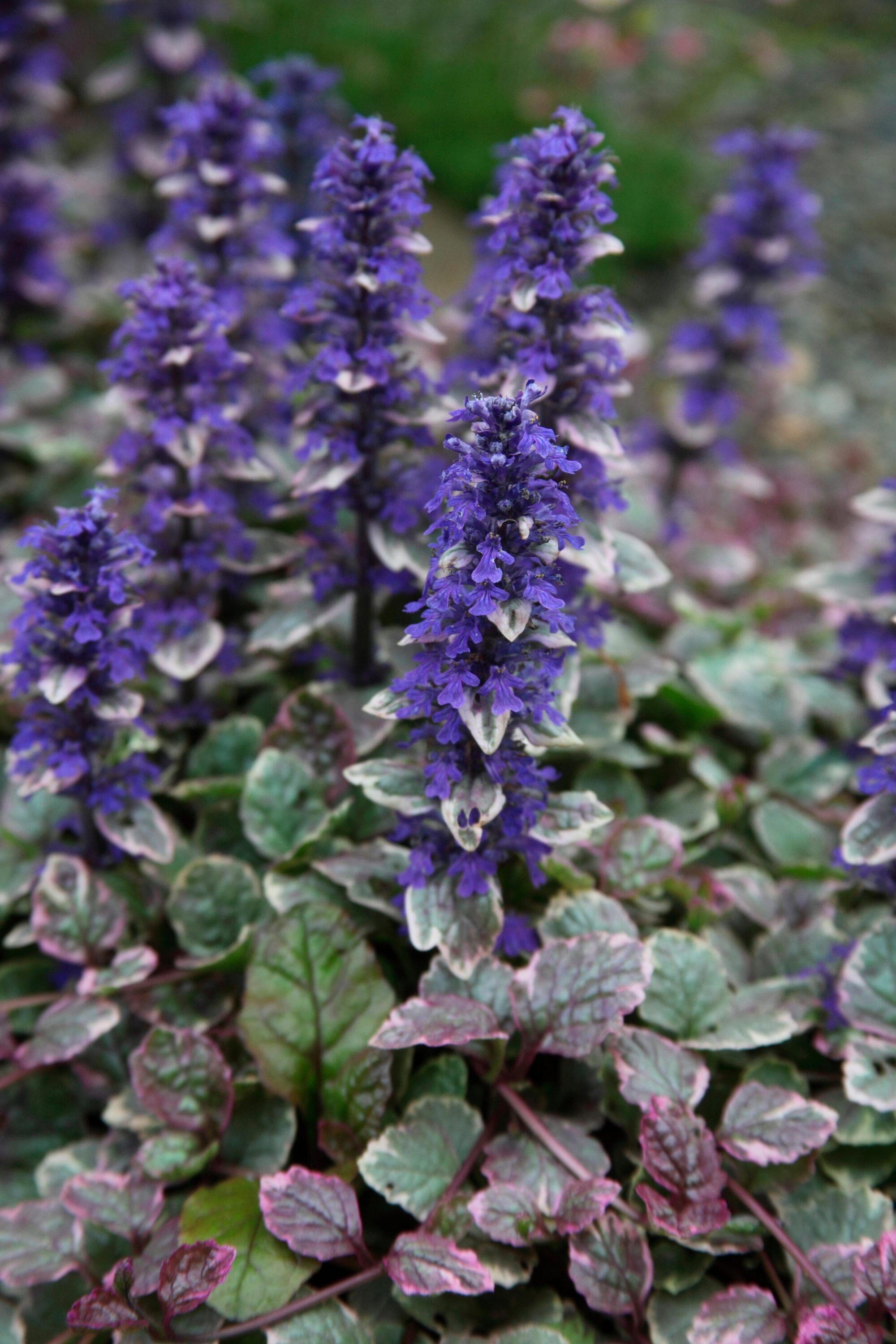 Ajuga 'burgundy Glow' - Bugleweed - Shade Groundcover - Live Starter