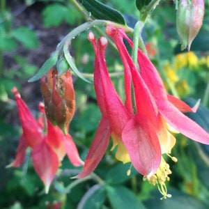 Wild Columbine - Aquilegia canadensis - Native Part Shade Perennial - Live Starter Plant - FREE SHIPPING!!!