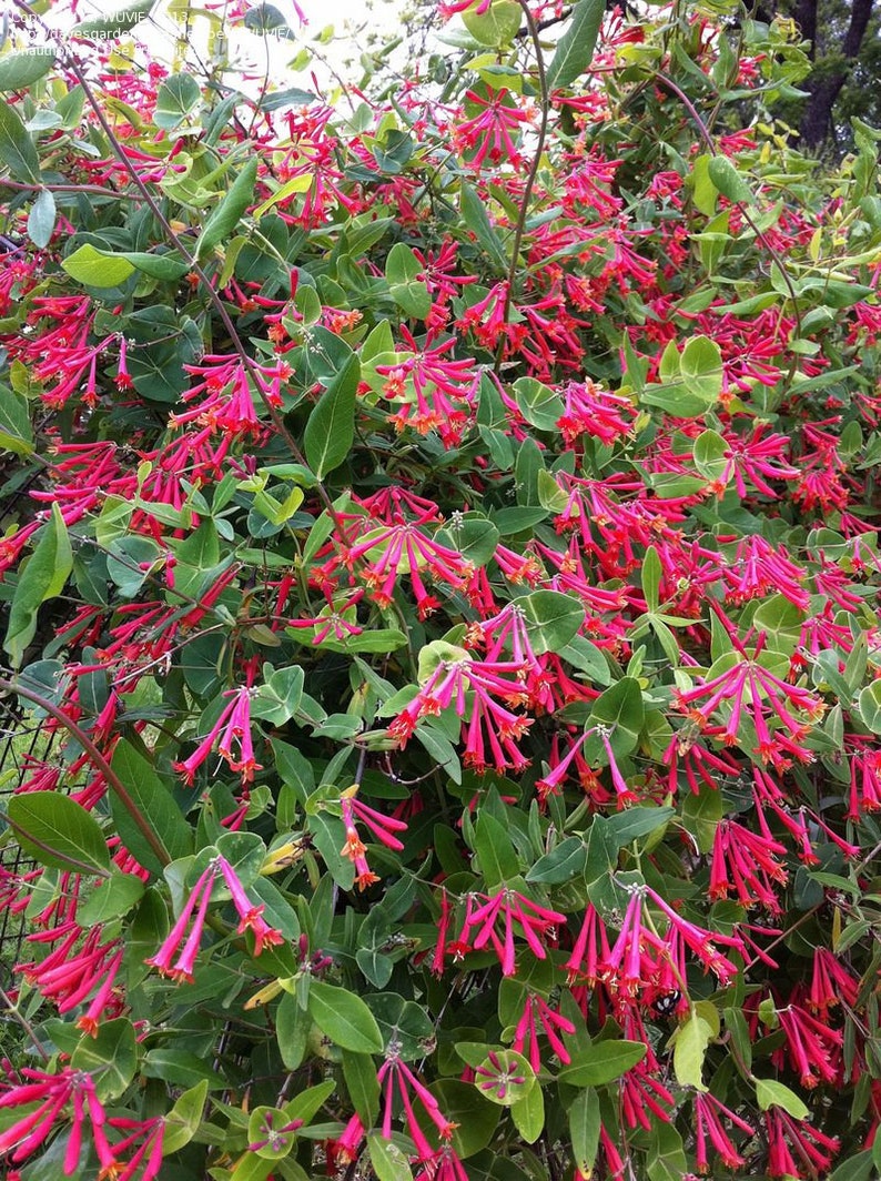 Lonicera sempervirens - Thumbnail 3