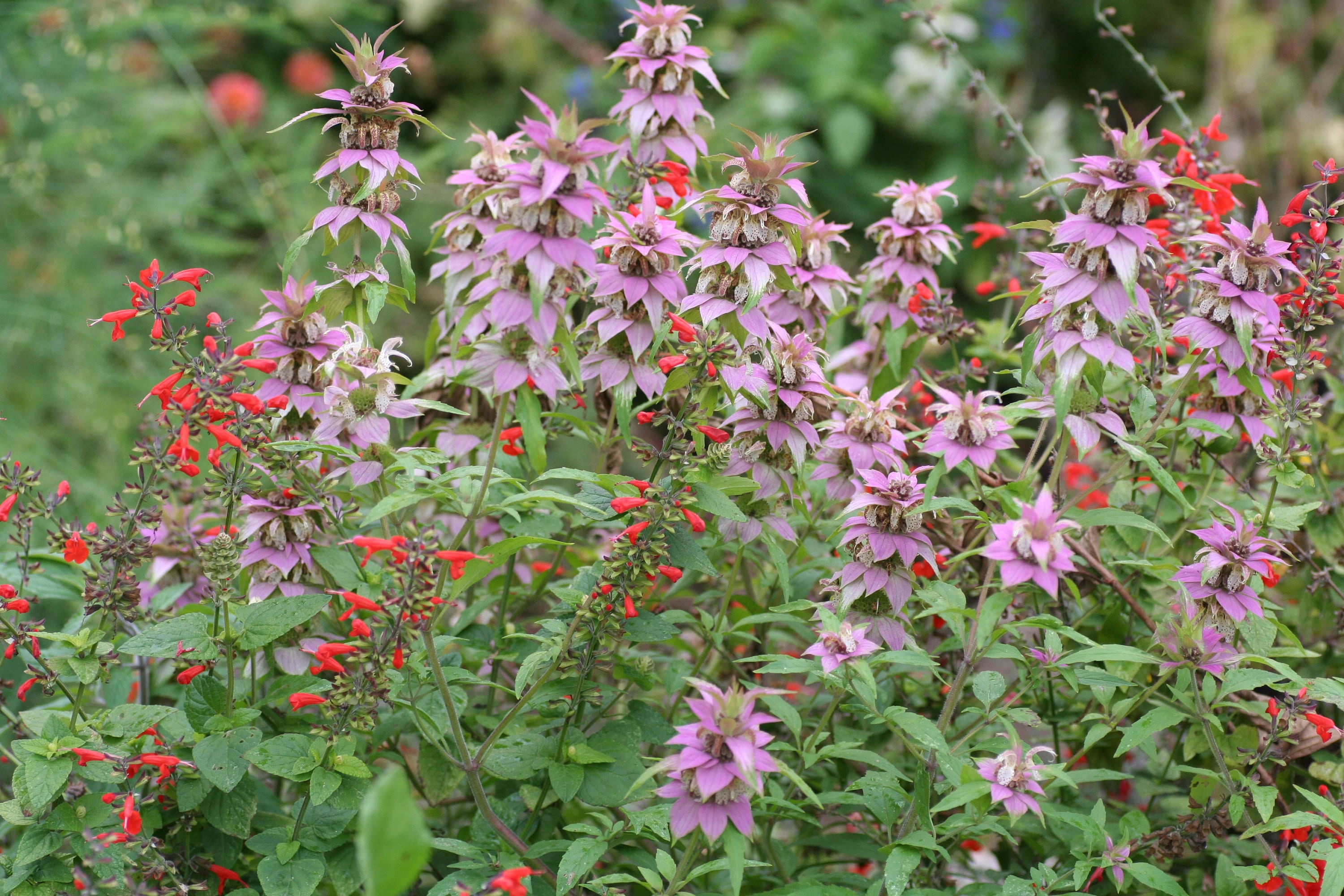 Monarda punctata точечная