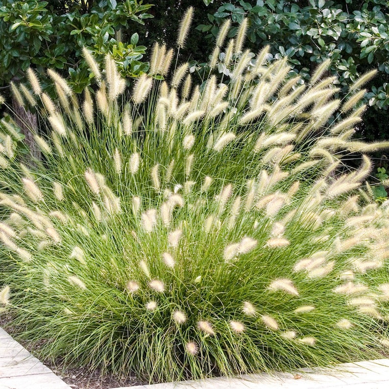 Dwarf Fountain Grass Hameln - Thumbnail 2