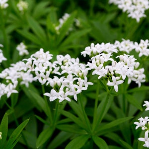 Galium odoratum - Sweet Woodruff - Shade Groundcover - Live Starter Plant in a 3" Pot- FREE SHIPPING!!!