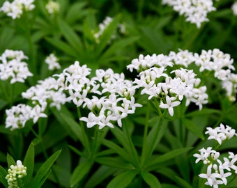 Galium odoratum - Sweet Woodruff - Shade Groundcover - Live Starter Plant- FREE SHIPPING!!!
