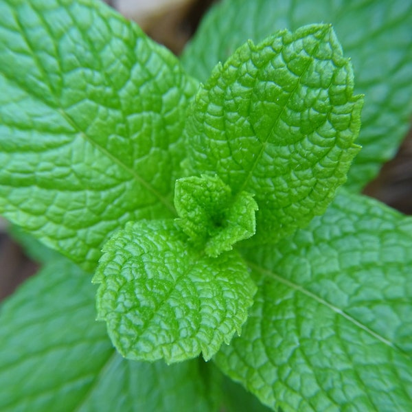 Organic Spearmint Plant - Herb- Mentha spicata - Live Starter Plant in a 3” Pot- FREE SHIPPING!!!