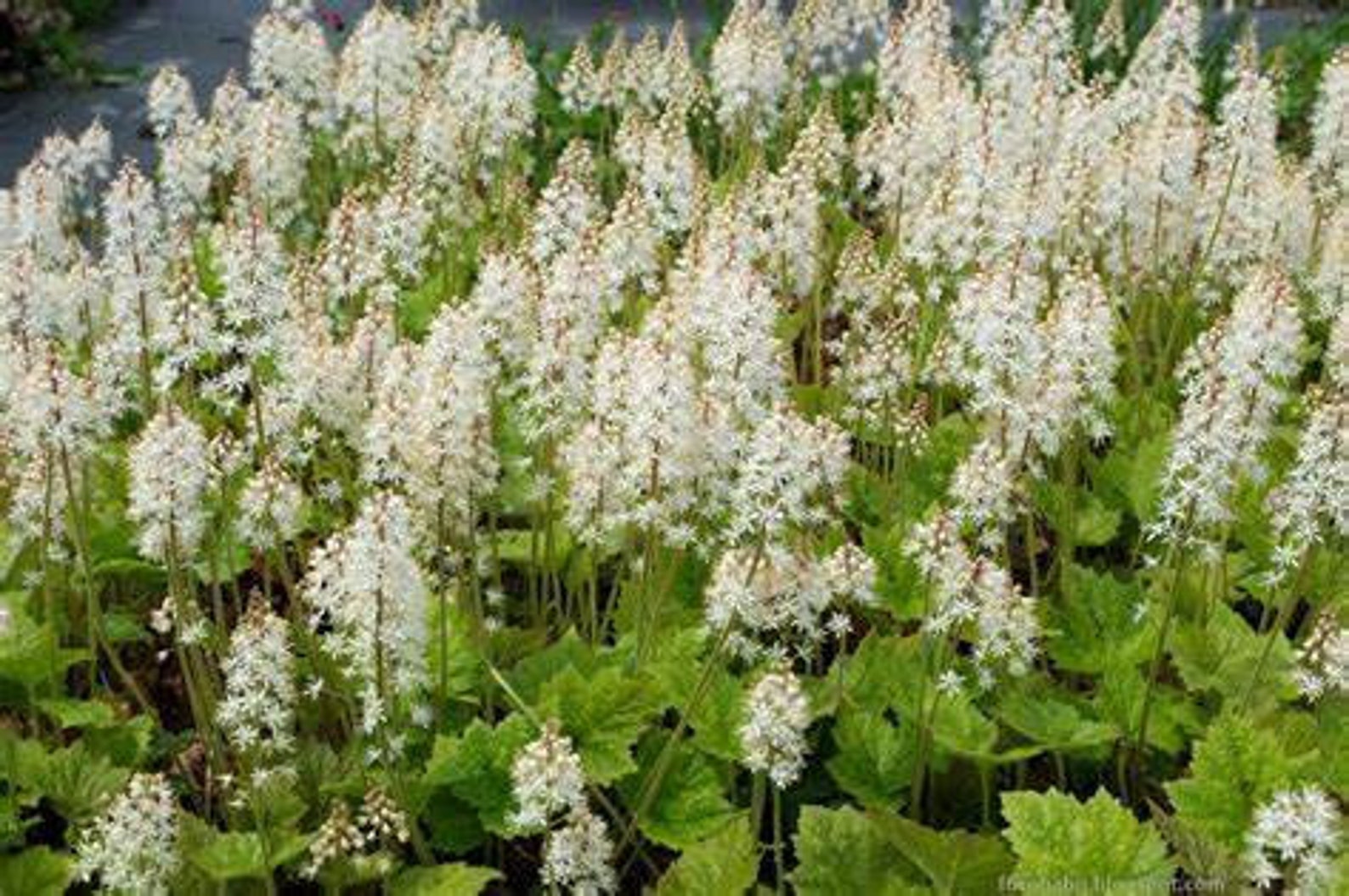 Tiarella cordifolia 'Brandywine' Foam Flower Etsy