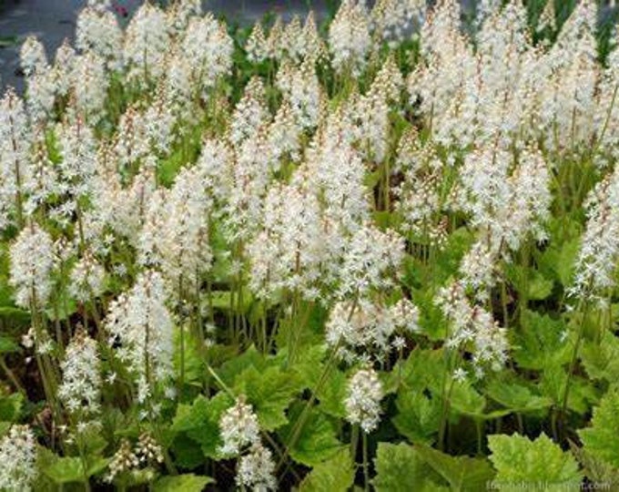 Tiarella Cordifolia 'running Tapestry' Foam Flower Etsy