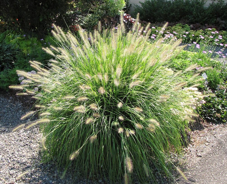 Dwarf Fountain Grass Hameln - Thumbnail 4